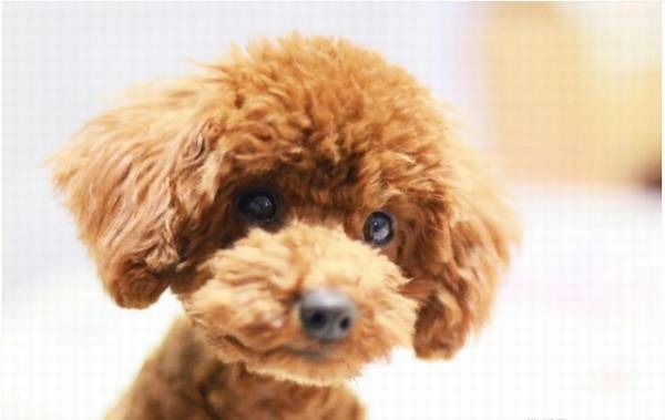 你用这四种方法遛狗,便是在损害狗狗哦,宠主们要了解 你用这四种方法遛狗,便是在损害狗狗哦,宠主们要了解