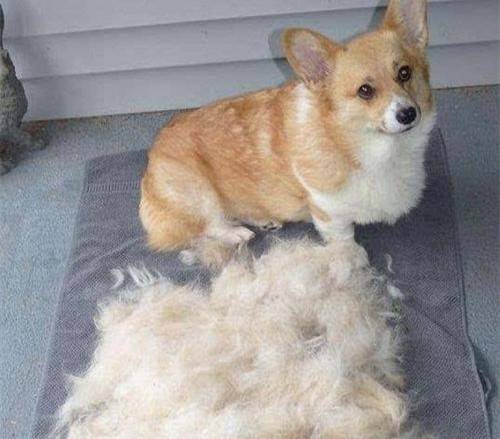 柯基掉毛掉的尤其比较严重 柯基掉毛掉的尤其比较严重