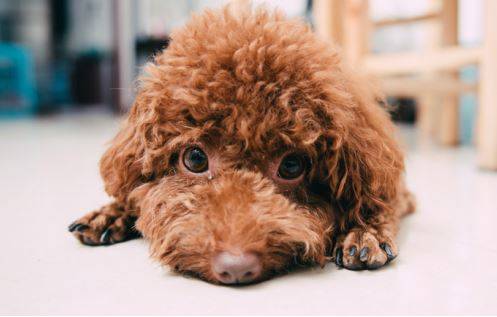 泰迪的身上掉毛一大片,主人应当怎么处理 泰迪的身上掉毛一大片,主人应当怎么处理