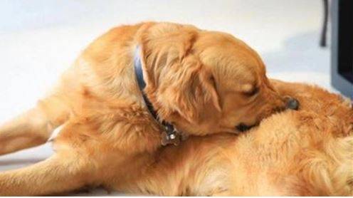 狗狗掉毛用什么药医治好 狗狗掉毛用什么药医治好