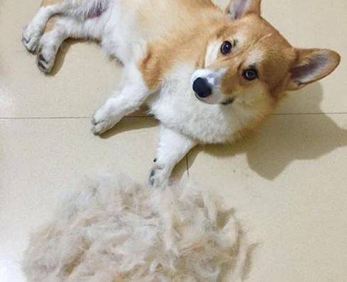 狗狗掉毛是什么病 狗狗掉毛是什么病