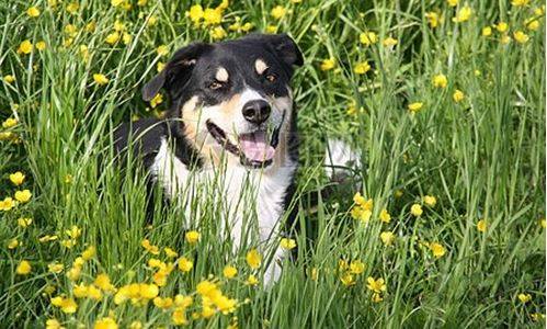 狗狗掉毛是什么病 狗狗掉毛是什么病