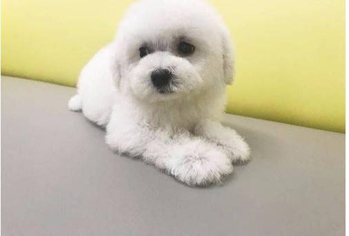 比熊五个月掉毛强大该怎么办 比熊五个月掉毛强大该怎么办