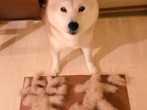 秃顶柴犬还能要吗?柴犬掉毛部分秃了 秃顶柴犬还能要吗?柴犬掉毛部分秃了