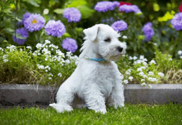 狗的身上掉毛吃什么东西呢 狗的身上掉毛吃什么东西呢