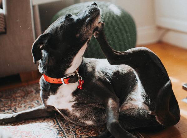 如何解决小狗狗掉毛的难题 如何解决小狗狗掉毛的难题