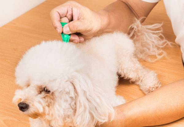 如何解决小狗狗掉毛的难题 如何解决小狗狗掉毛的难题