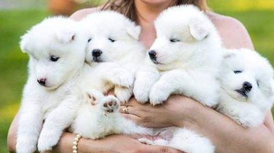 什么狗最好养?这5种不但性格好,还不掉毛 什么狗最好养?这5种不但性格好,还不掉毛