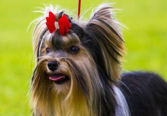 什么狗最好养?这5种不但性格好,还不掉毛 什么狗最好养?这5种不但性格好,还不掉毛