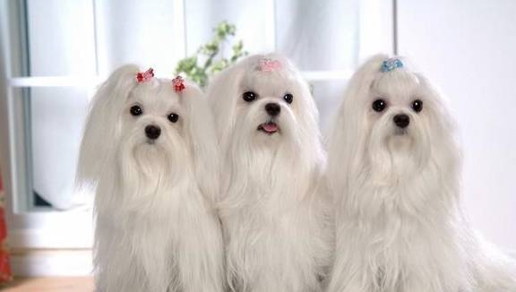 什么狗最好养?这5种不但性格好,还不掉毛 什么狗最好养?这5种不但性格好,还不掉毛