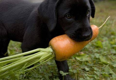 狗狗块状掉毛是怎么回事 狗狗块状掉毛是怎么回事