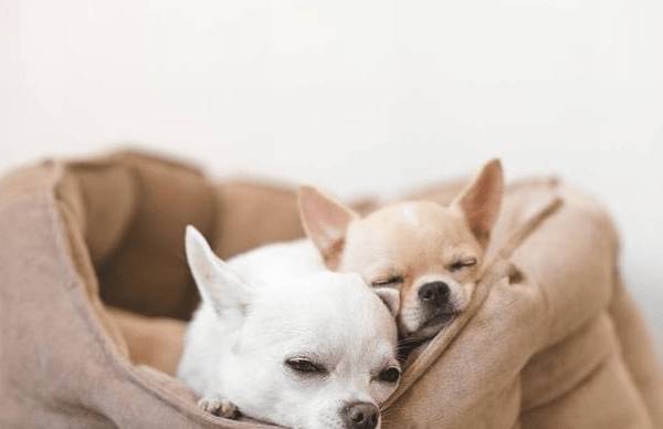 喂养幼犬的10个关键点,主人可要个人收藏好啦 喂养幼犬的10个关键点,主人可要个人收藏好啦