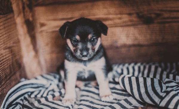 喂养幼犬的10个关键点,主人可要个人收藏好啦 喂养幼犬的10个关键点,主人可要个人收藏好啦