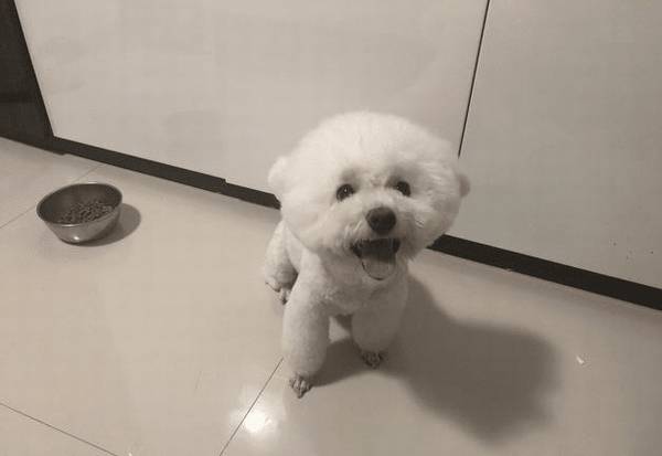 喂养幼犬的10个关键点,主人可要个人收藏好啦 喂养幼犬的10个关键点,主人可要个人收藏好啦