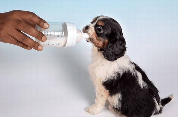 喂养幼犬的10个关键点,主人可要个人收藏好啦 喂养幼犬的10个关键点,主人可要个人收藏好啦