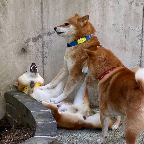 初学者养柴常见问题-三个月铸就颜值爆表网络红人柴犬! 初学者养柴常见问题-三个月铸就颜值爆表网络红人柴犬!