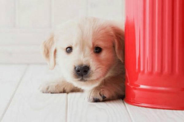 幼犬吃啥补营养 幼犬吃啥补营养