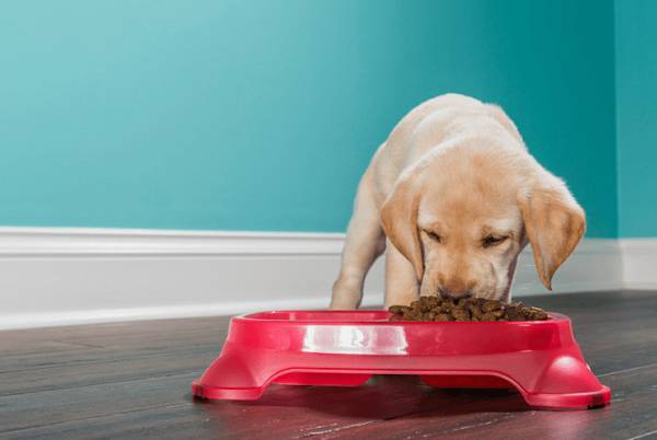 幼犬吃啥补营养 幼犬吃啥补营养