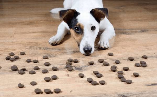 狗狗饲养学问:怎样饲养幼犬? 狗狗饲养学问:怎样饲养幼犬?