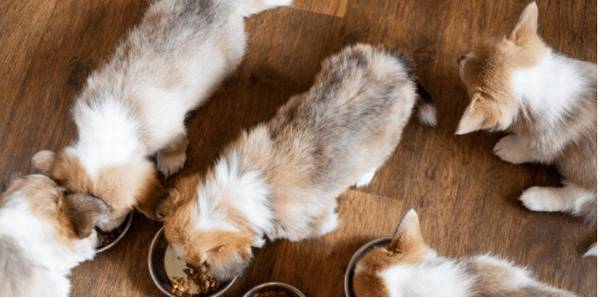 狗狗饲养学问:怎样饲养幼犬? 狗狗饲养学问:怎样饲养幼犬?