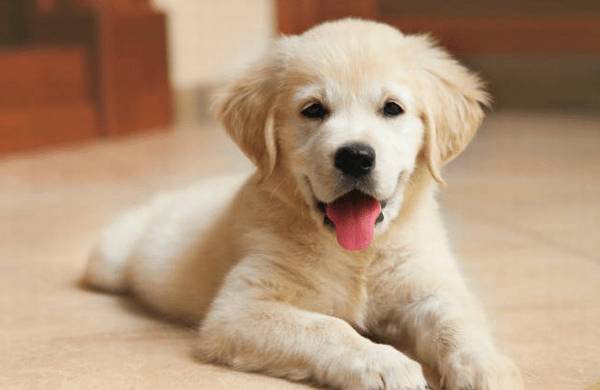 狗狗饲养学问:怎样饲养幼犬? 狗狗饲养学问:怎样饲养幼犬?