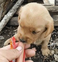 幼犬6大喂养规则,养宠物人注意事项! 幼犬6大喂养规则,养宠物人注意事项!