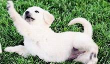 幼犬6大喂养规则,养宠物人注意事项! 幼犬6大喂养规则,养宠物人注意事项!