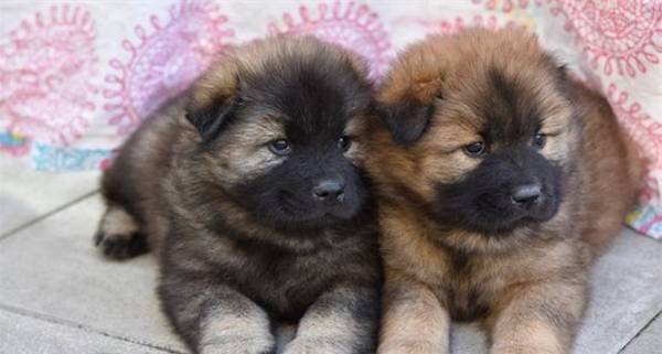 2���µ�С�������Գ�ɶ?