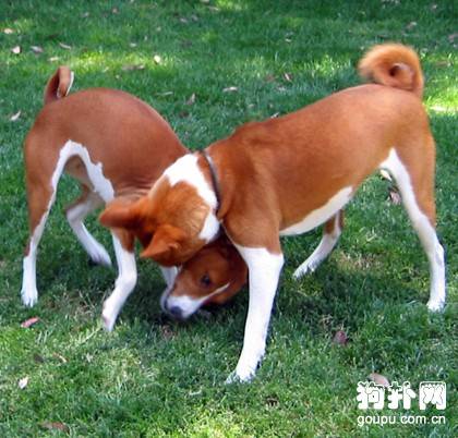 【巴辛吉犬简介】巴辛吉犬历史由来及外貌特征 【巴辛吉犬简介】巴辛吉犬历史由来及外貌特征