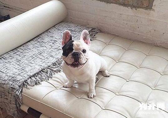 饲养斗牛犬需要注意的问题 饲养斗牛犬需要注意的问题