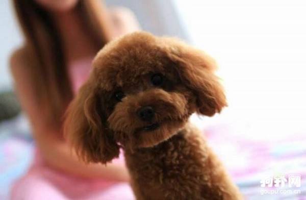 泰迪犬能不能吃鸡蛋啊? 泰迪犬能不能吃鸡蛋啊?