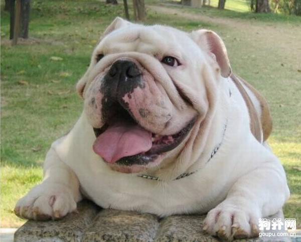 狗狗生活的十条必知小习惯 狗狗生活的十条必知小习惯