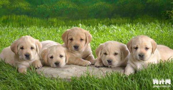 初生奶狗该怎么照顾 初生奶狗该怎么照顾