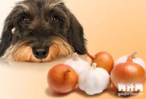 我们该怎样去饲养一只宠物狗 我们该怎样去饲养一只宠物狗