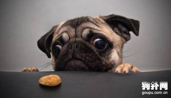 狗狗为什么不爱吃饭,该怎么办 狗狗为什么不爱吃饭,该怎么办