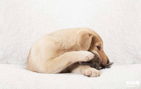 ����ϲ���й�ͷ������֪����ôΪ������ѡ�ܳԵĹ�ͷ��