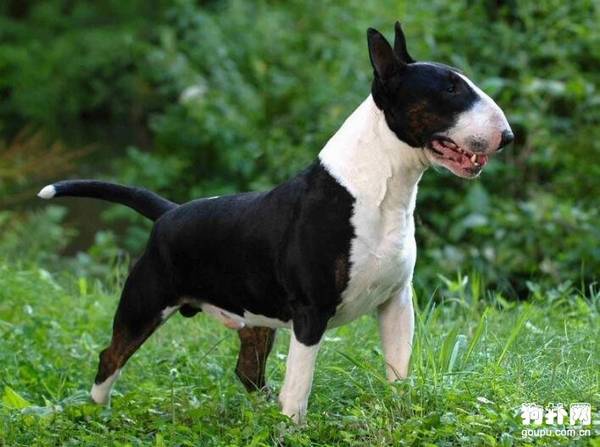 狗狗补钙吃什么?吃多少? 狗狗补钙吃什么?吃多少?