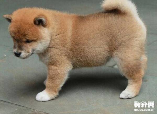 如何饲养幼犬 饲养幼犬需要注意的事项有哪些 如何饲养幼犬 饲养幼犬需要注意的事项有哪些