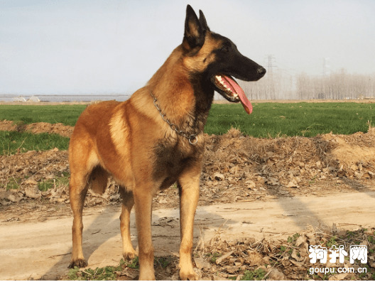 马犬幼犬的正确饲养方法 马犬幼犬的正确饲养方法