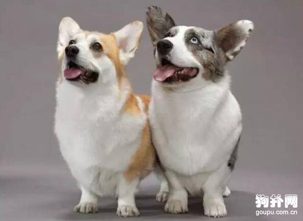 ����������ȱ������Щ