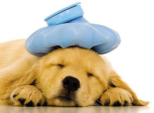 4月的金毛狗狗流鼻涕,四个月大金毛流鼻涕 4月的金毛狗狗流鼻涕,四个月大金毛流鼻涕