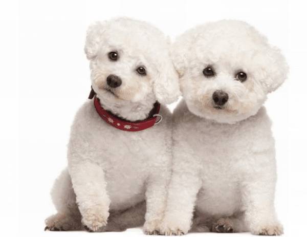 小狗喝过羊奶粉常有下列3种益处,你造吗? 小狗喝过羊奶粉常有下列3种益处,你造吗?