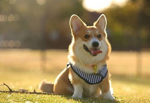 六个月的柯基食欲减低,6月大的柯基沒有食欲该怎么办 六个月的柯基食欲减低,6月大的柯基沒有食欲该怎么办