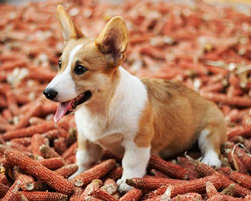 六个月的柯基食欲减低,6月大的柯基沒有食欲该怎么办 六个月的柯基食欲减低,6月大的柯基沒有食欲该怎么办