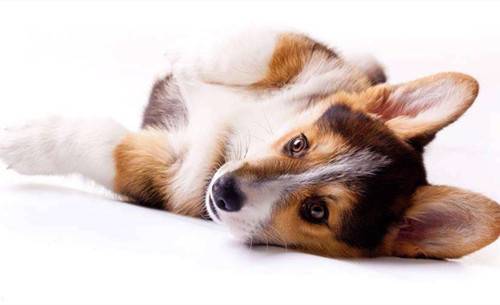 【养宠物经验分享】一个月的幼狗都能吃啥,一个月幼狗能吃成犬粮 【养宠物经验分享】一个月的幼狗都能吃啥,一个月幼狗能吃成犬粮