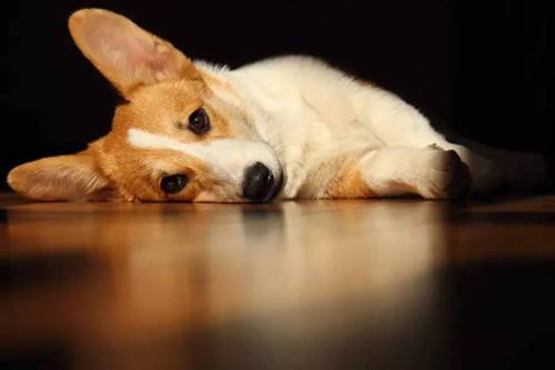 养狗知识:不上三个月的柯基大便很松 养狗知识:不上三个月的柯基大便很松