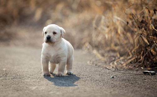 【养宠物经验分享】小孩满月的拉布拉多能够 吃米糊吗 【养宠物经验分享】小孩满月的拉布拉多能够 吃米糊吗