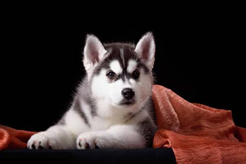 【养宠物工作经验】2个半月的哈士奇能吃狗罐头吗,哈士奇幼犬能吃罐头做正餐吗 【养宠物工作经验】2个半月的哈士奇能吃狗罐头吗,哈士奇幼犬能