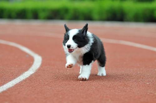 小狗一般都喝哪个品牌的奶粉,狗狗奶粉哪家品牌好 小狗一般都喝哪个品牌的奶粉,狗狗奶粉哪家品牌好
