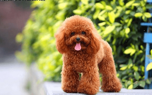 泰迪55天吃啥,泰迪差不多两月吃啥 泰迪55天吃啥,泰迪差不多两月吃啥